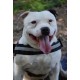 SNOOPY (Placement sous contrat associatif)