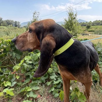 goofy-spa vaucluse
