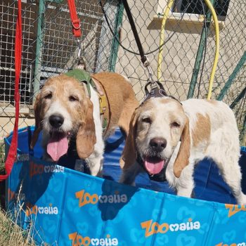 Hera et Iris - SPA Vaucluse