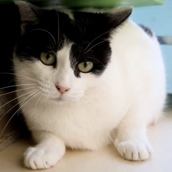 elea-spa vaucluse