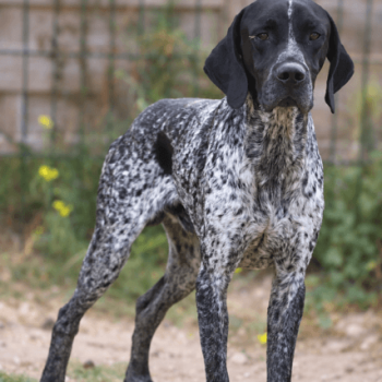 woody-spa vaucluse